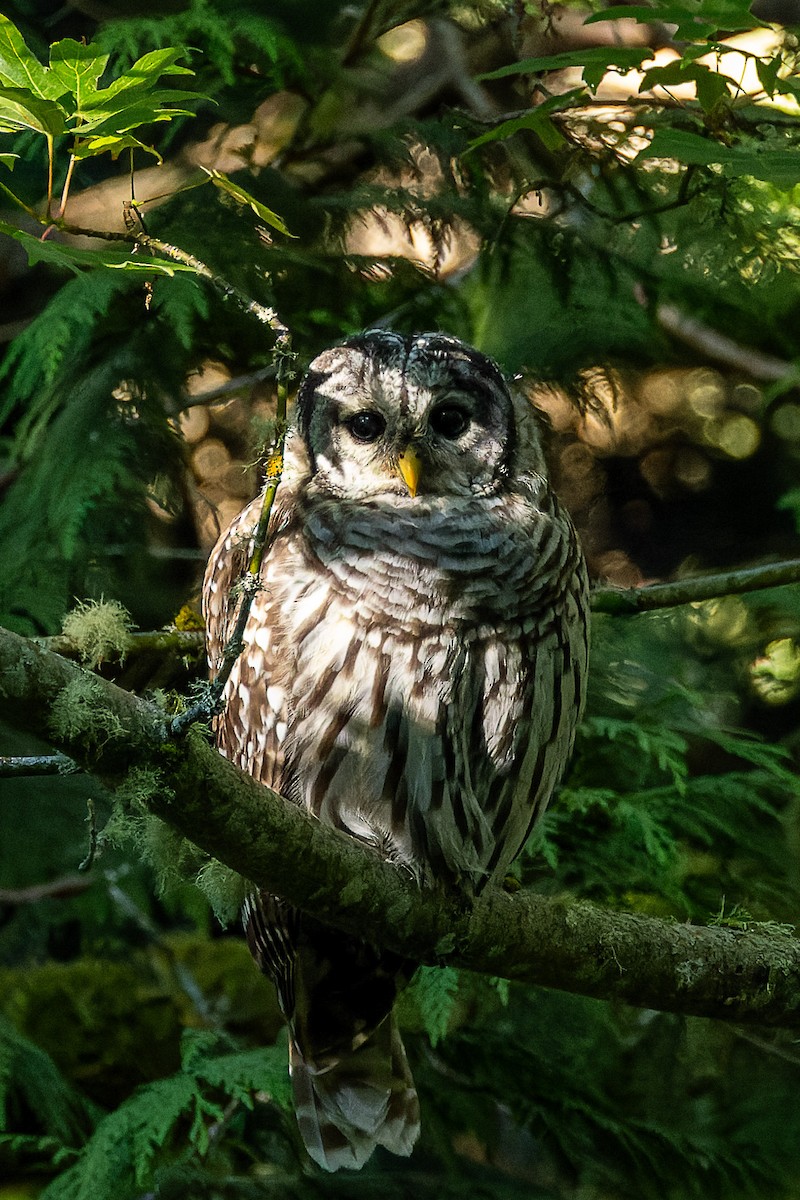 Barred Owl - ML643424606