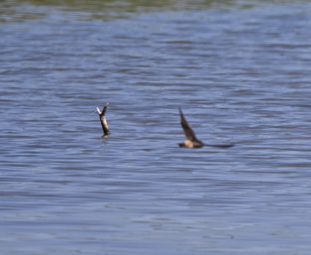 Cliff Swallow - ML643424620