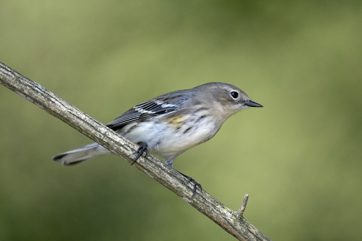 Yellow-rumped Warbler - ML643424630
