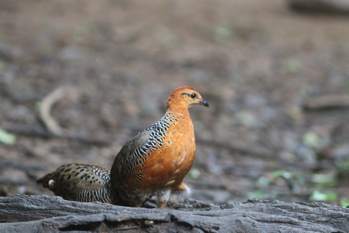Ferruginous Partridge - ML643424653
