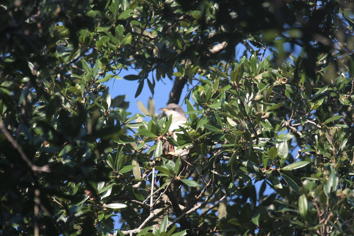 Yellow-billed Cuckoo - ML643424658