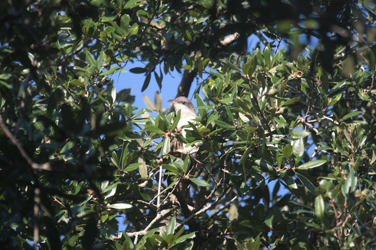 Yellow-billed Cuckoo - ML643424659