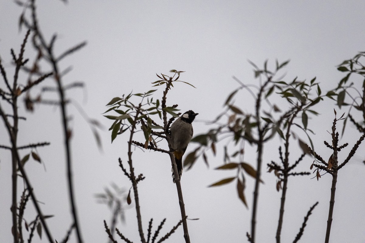 White-eared Bulbul - ML643424696