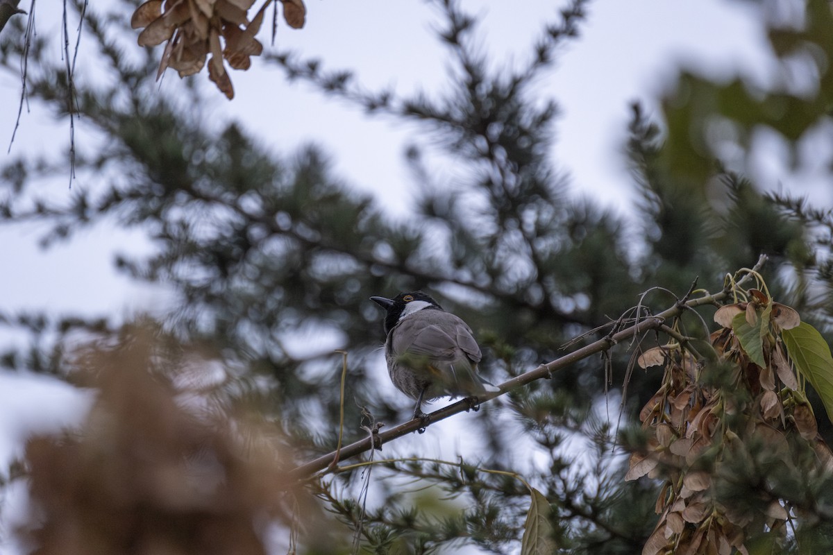 White-eared Bulbul - ML643424707