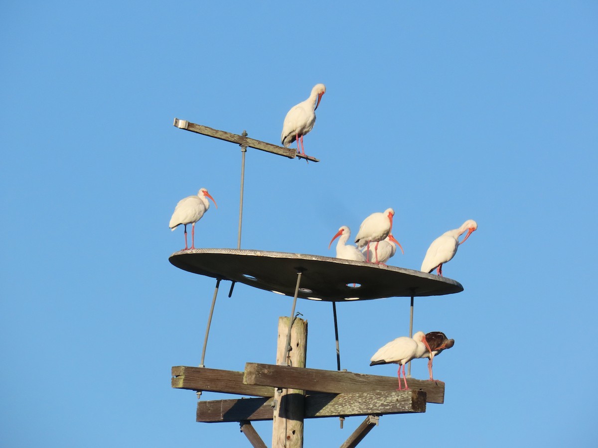 Ibis blanc - ML643424720