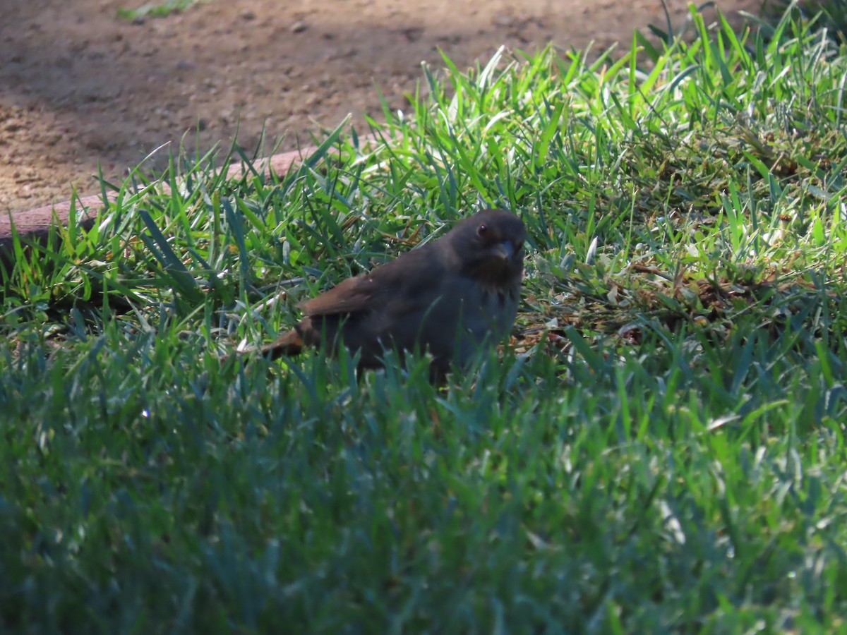 California Towhee - ML643424751