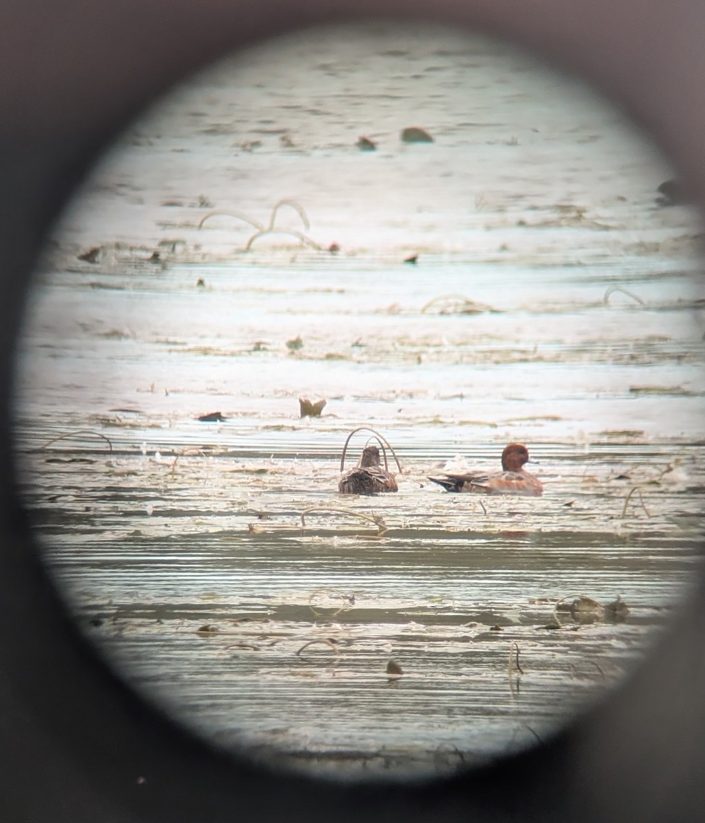 Eurasian Wigeon - ML643424756