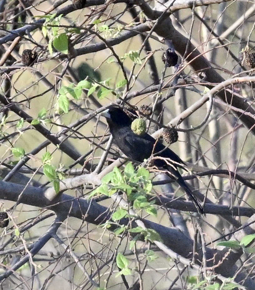Solitary Black Cacique - ML643424758