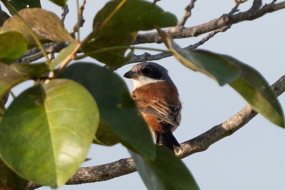 Burmese Shrike - ML643424769