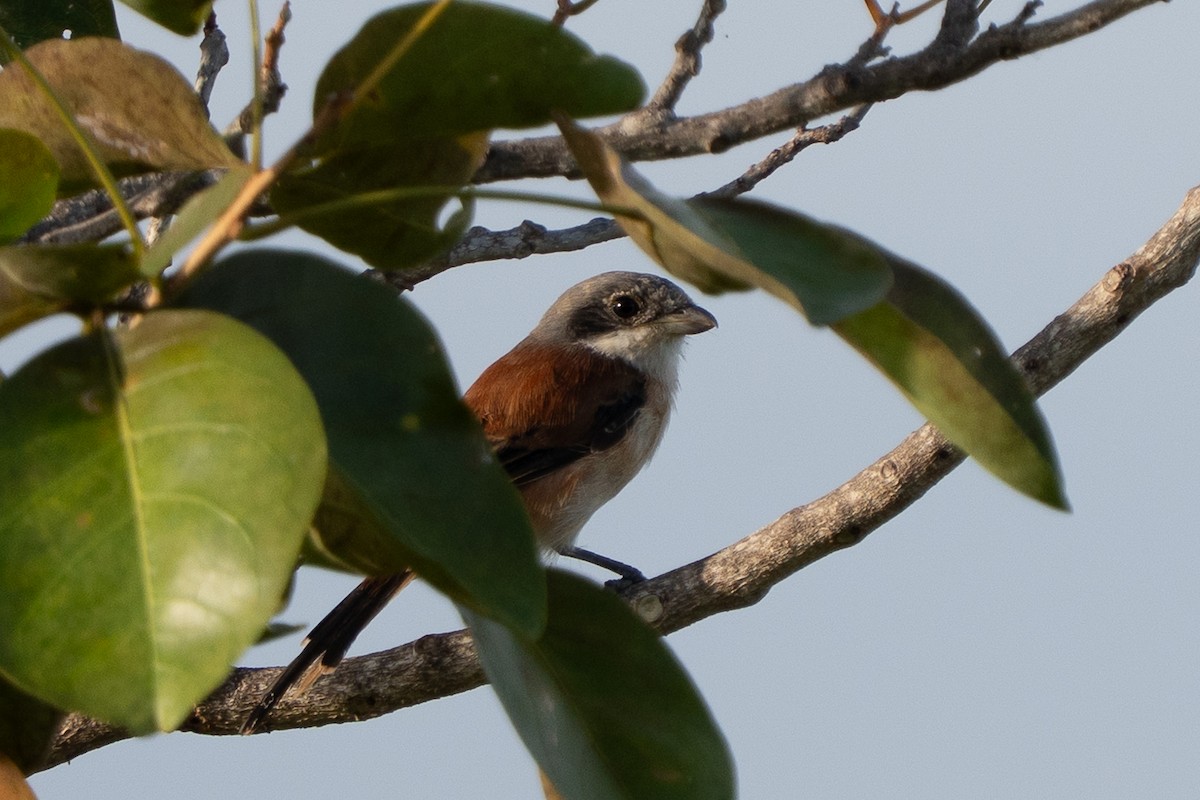 Burmese Shrike - ML643424770