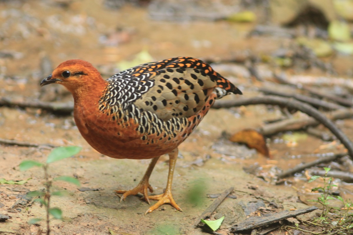 Ferruginous Partridge - ML643424779