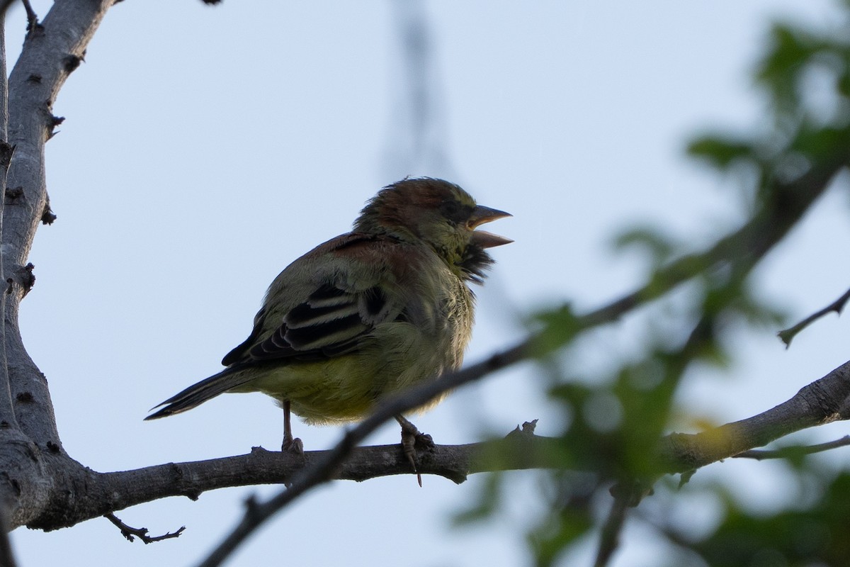 Plain-backed Sparrow - ML643424787