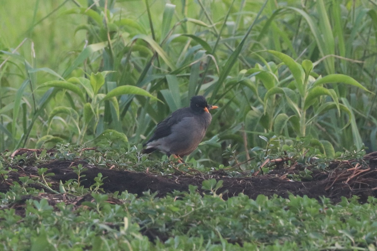 Jungle Myna - ML643424789