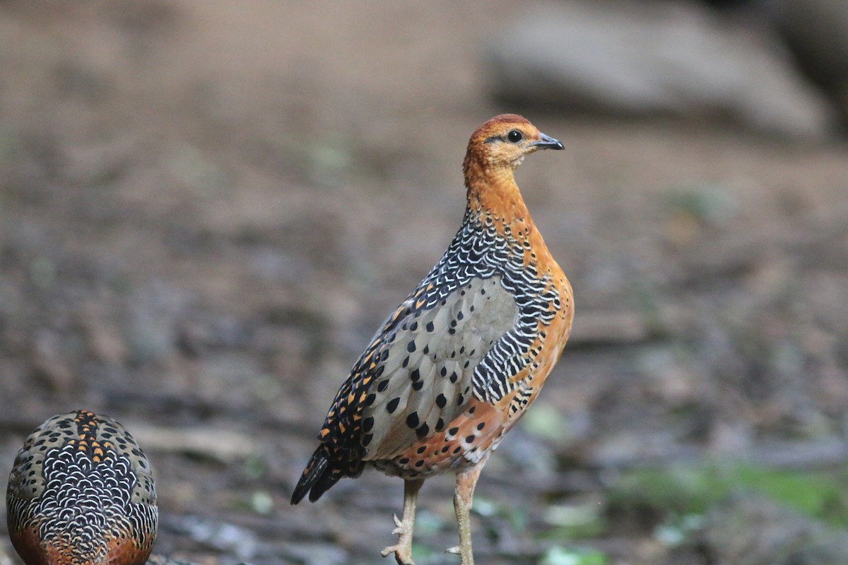 Ferruginous Partridge - ML643424810