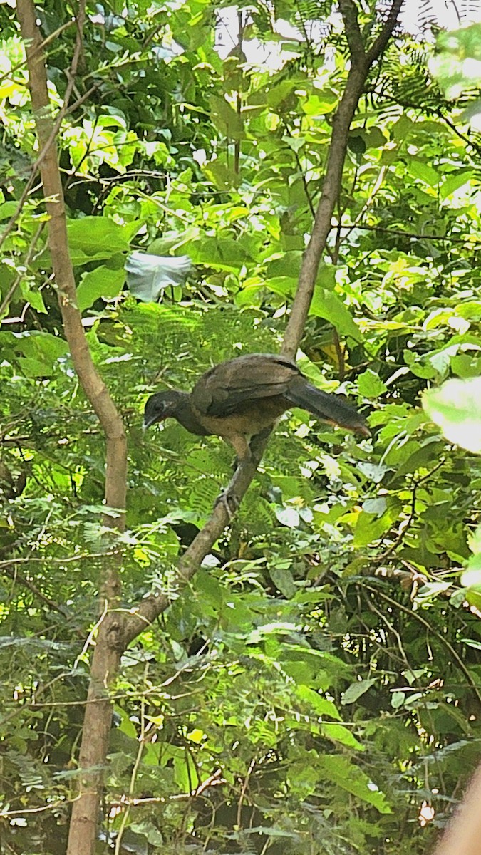 Rufous-vented Chachalaca - ML643424829