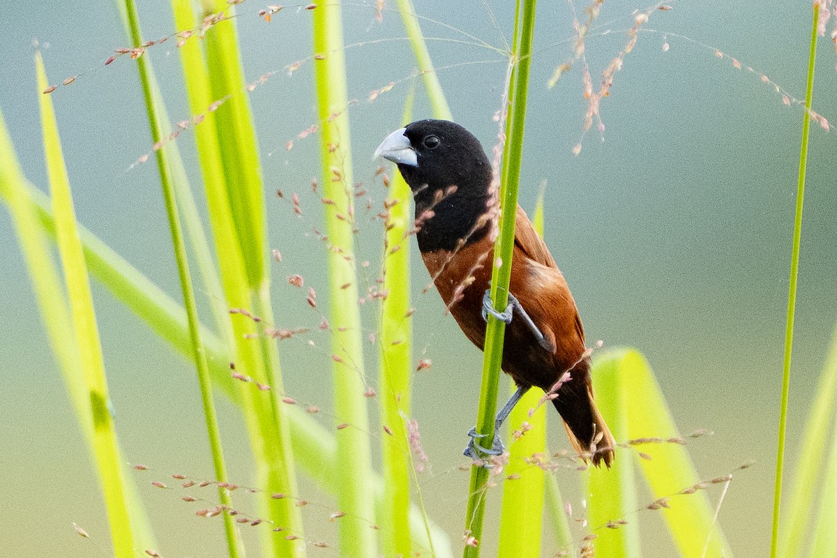 Chestnut Munia - ML643424840