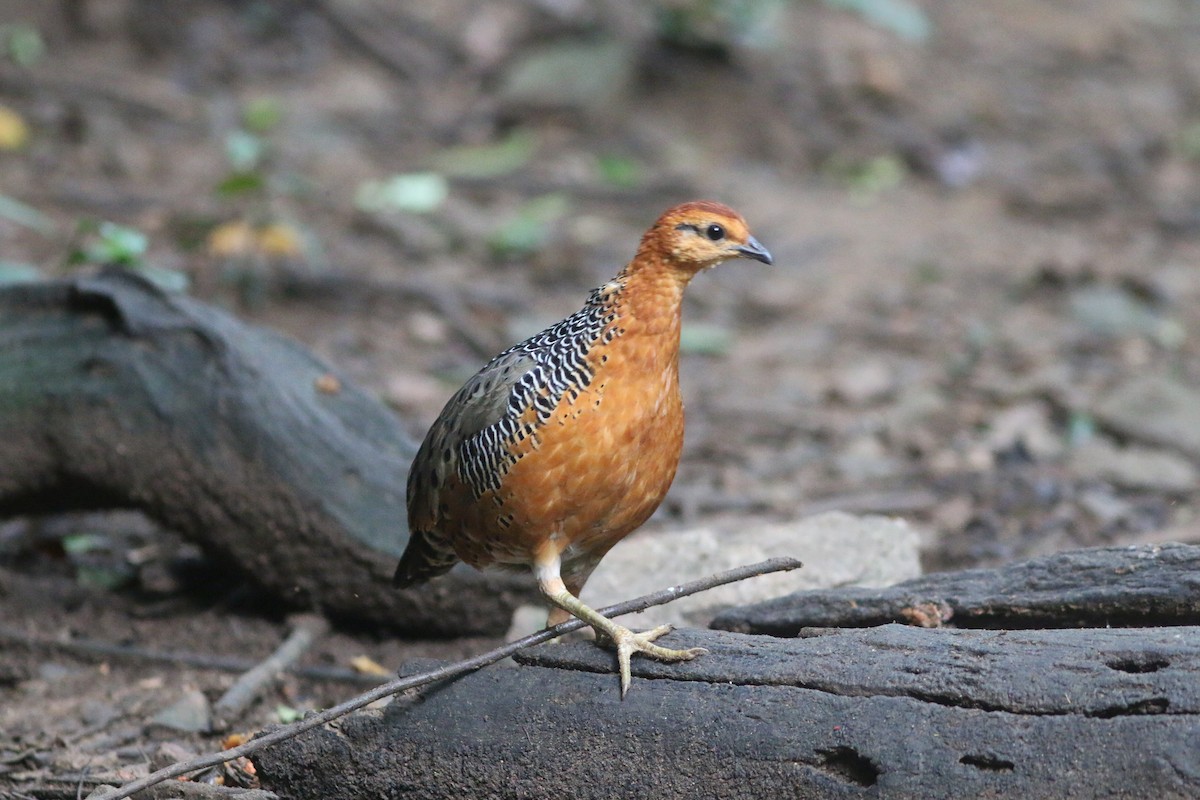 Ferruginous Partridge - ML643424843