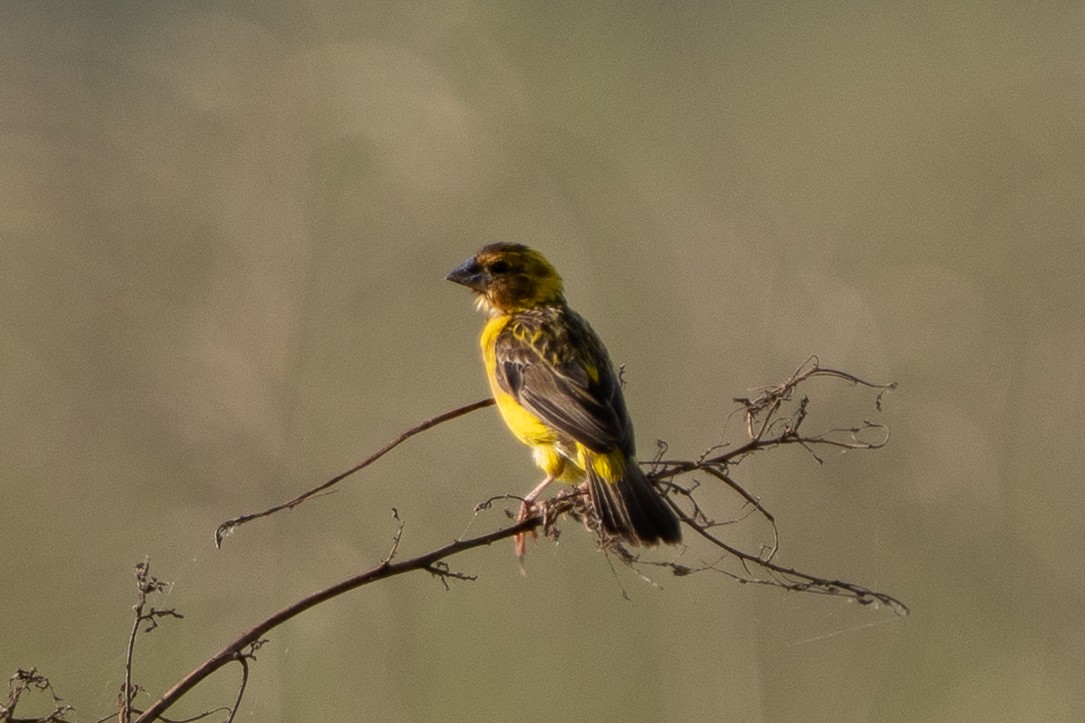 Asian Golden Weaver - ML643424868