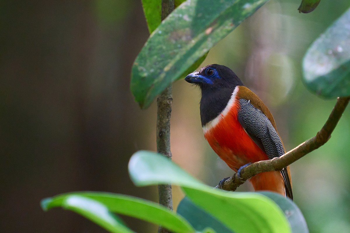 Malabar Trogon - ML643424870