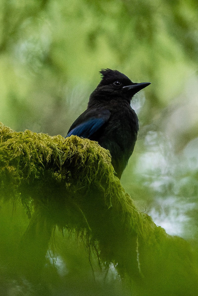 Steller's Jay - Stéphane Lair