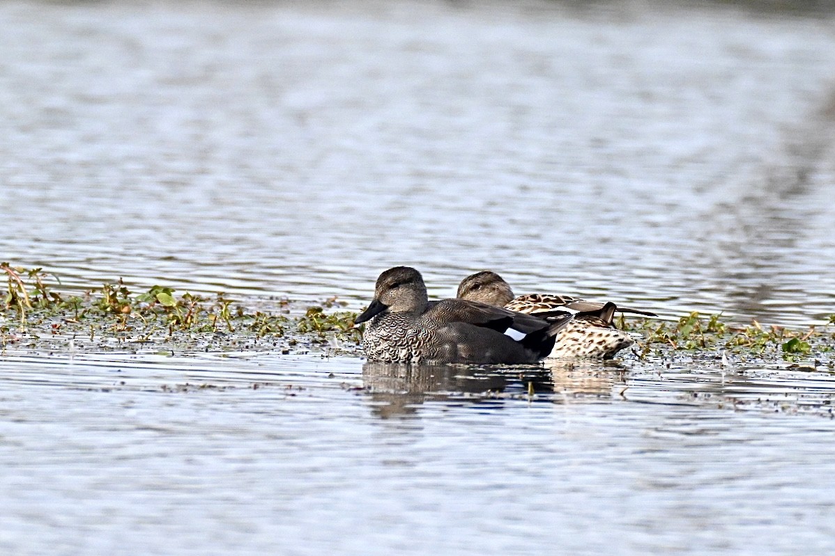 Gadwall - ML643424872
