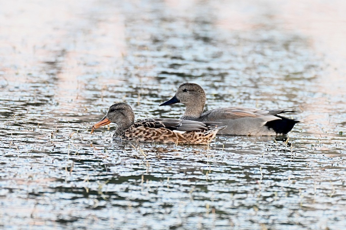 Gadwall - ML643424873