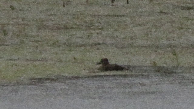 Greater/Lesser Scaup - ML643424880