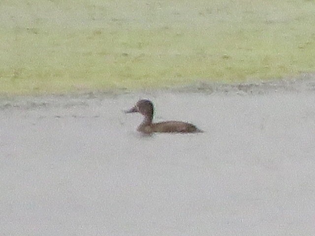 Greater/Lesser Scaup - ML643424888