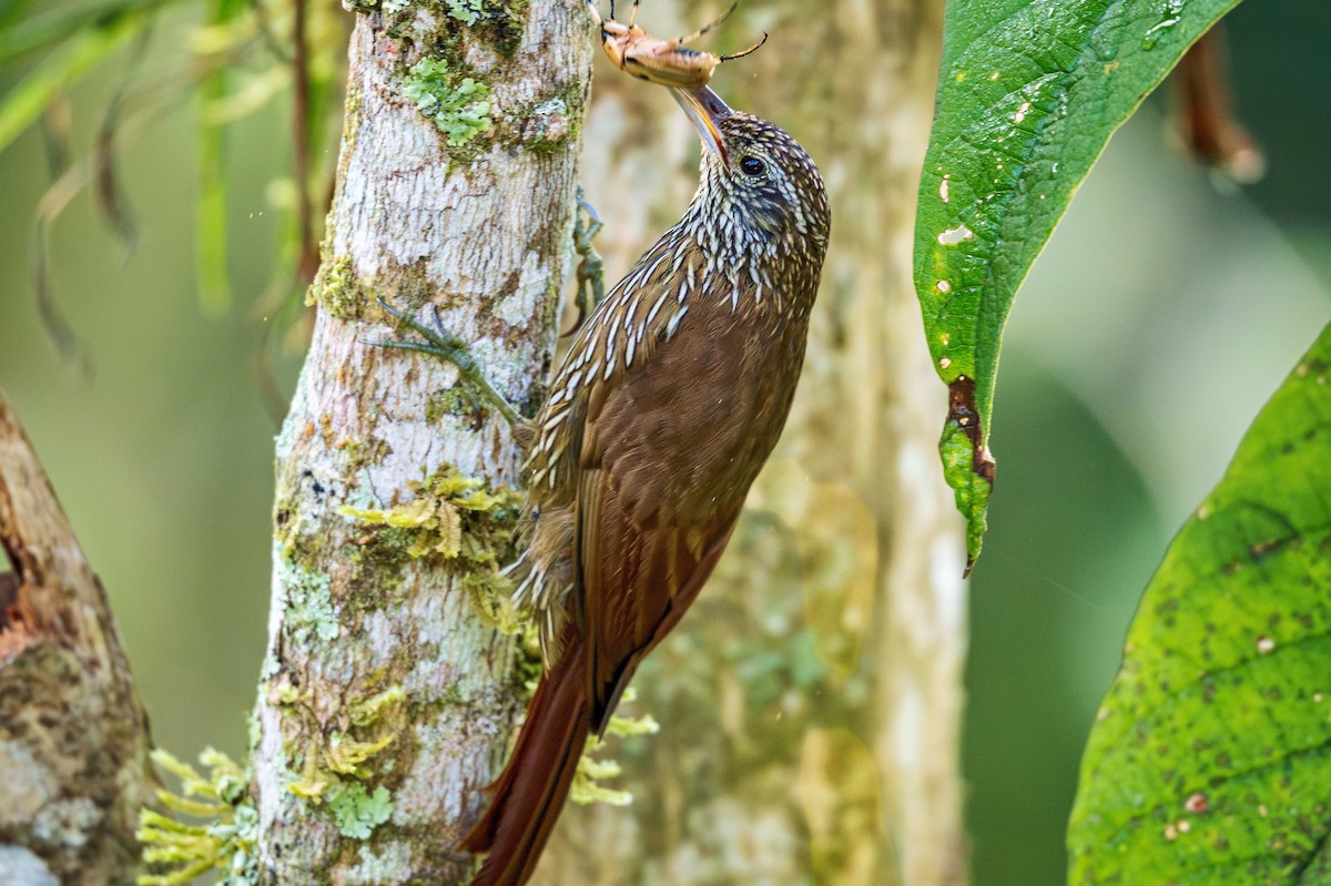 Montane Woodcreeper - ML643424889