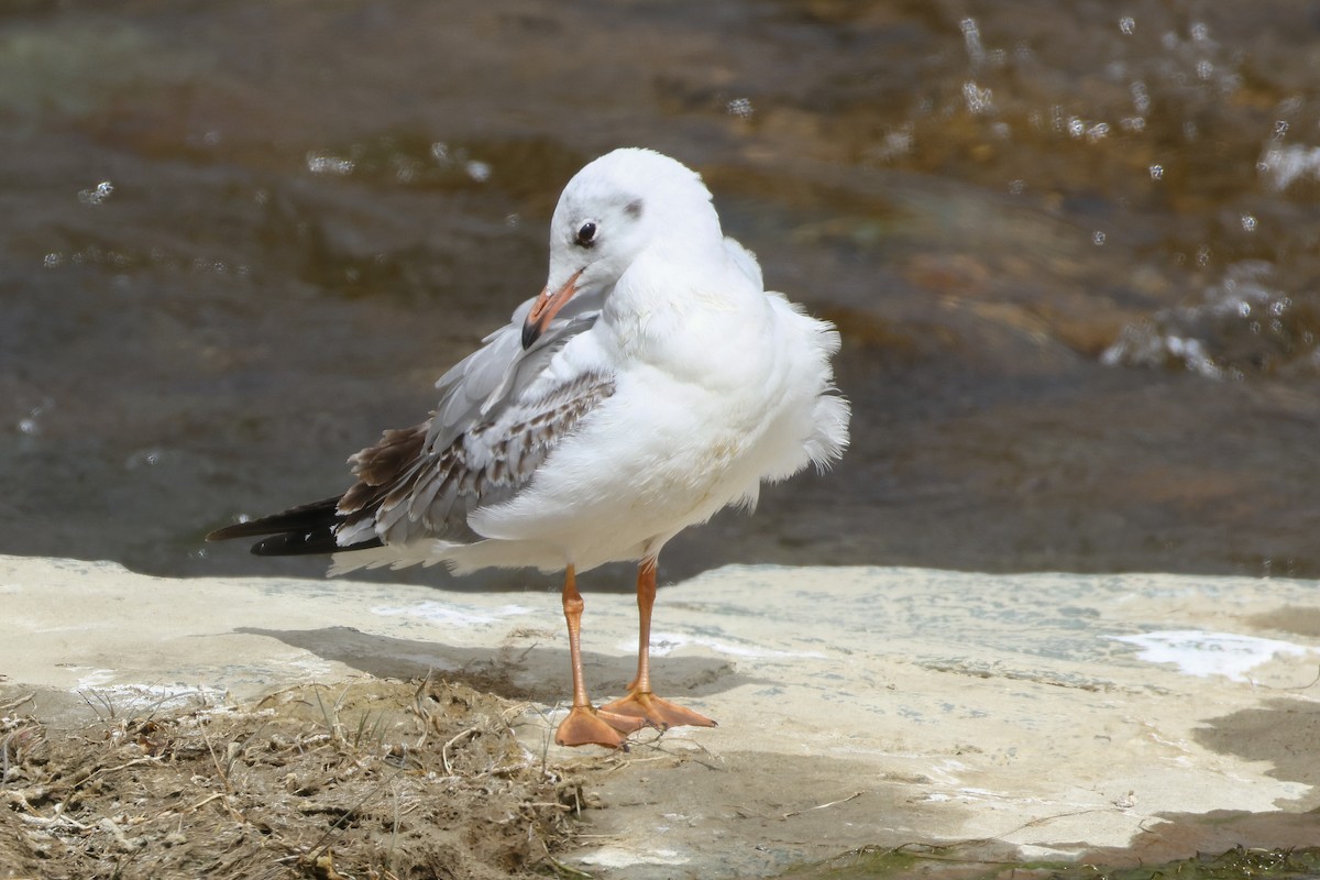ユリカモメ - ML643424895