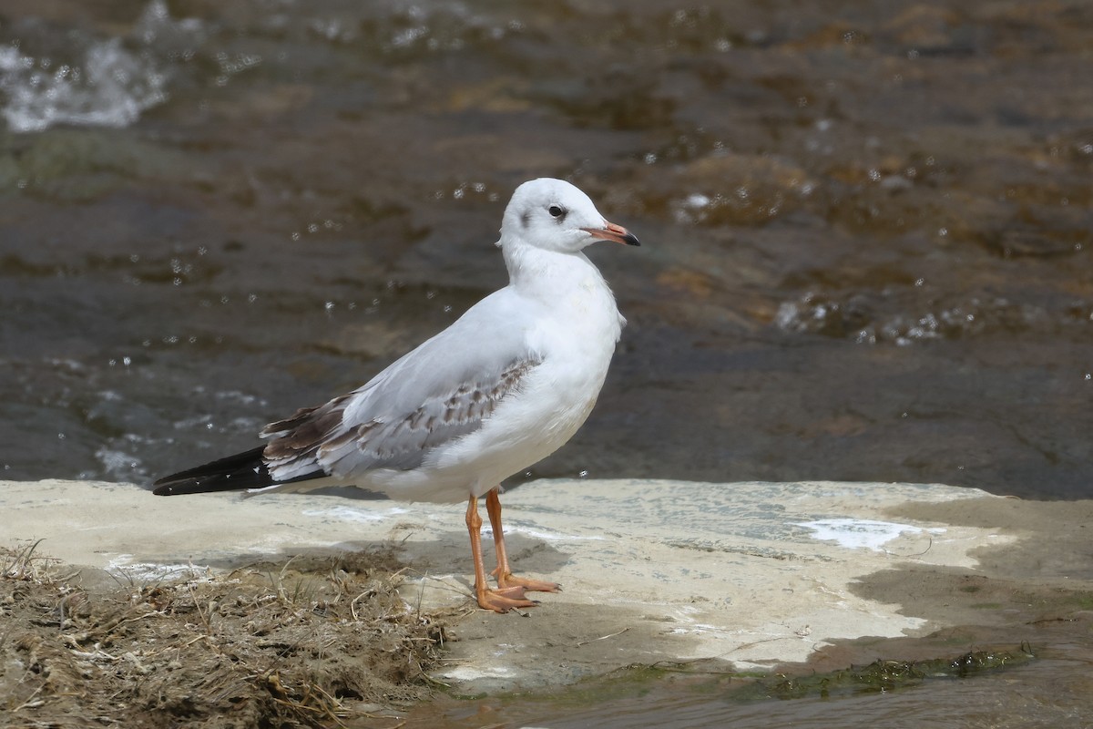 ユリカモメ - ML643424898