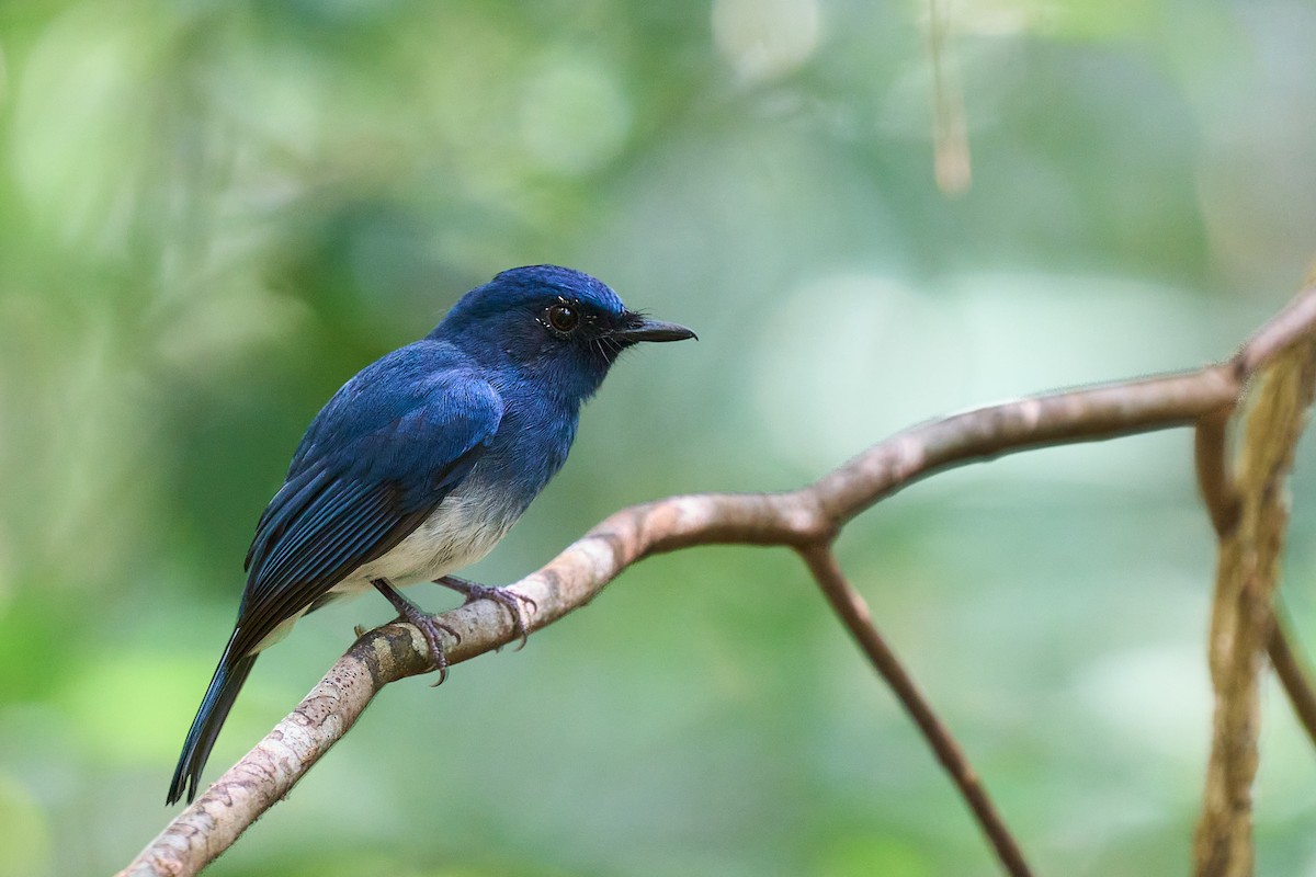 White-bellied Blue Flycatcher - ML643424901