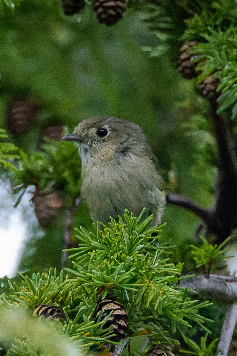 Hutton's Vireo - ML643424937