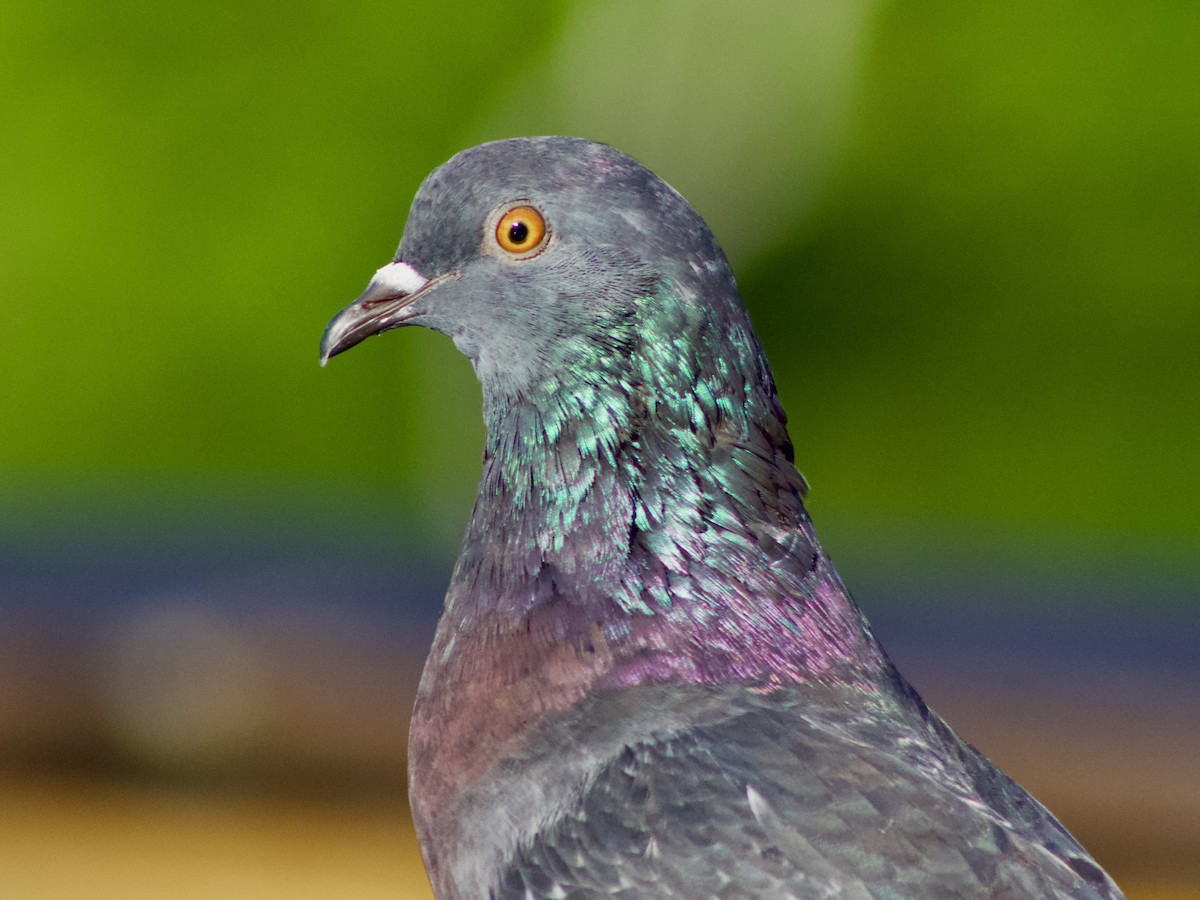 Rock Pigeon (Feral Pigeon) - ML643424938