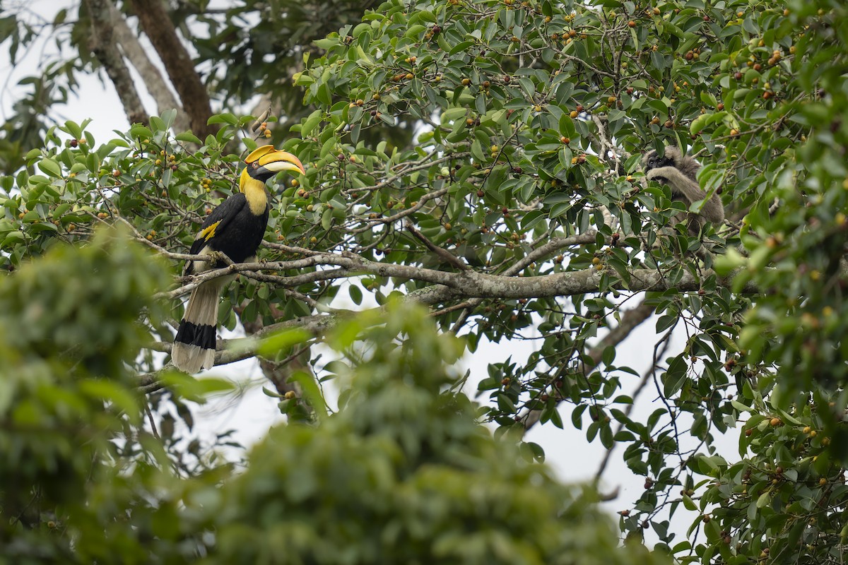 Great Hornbill - ML643424942