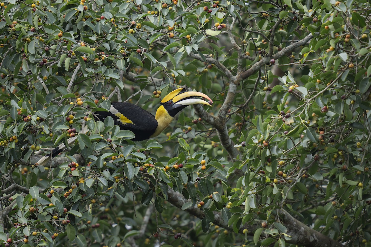 Great Hornbill - ML643424946