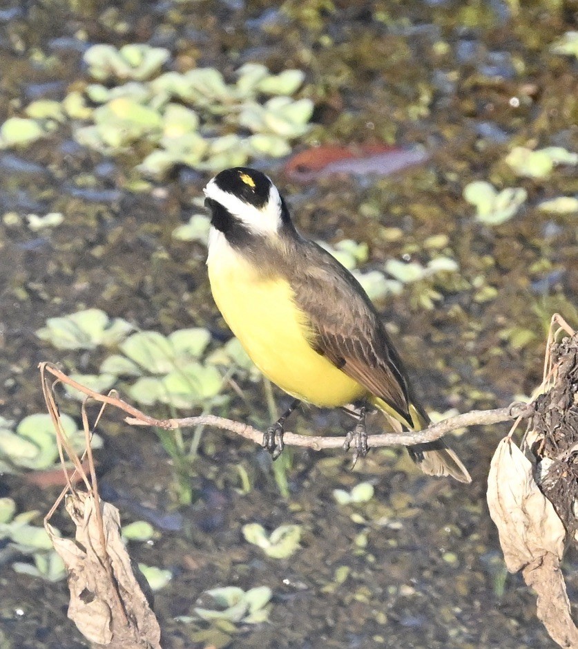 Lesser Kiskadee - ML643424959