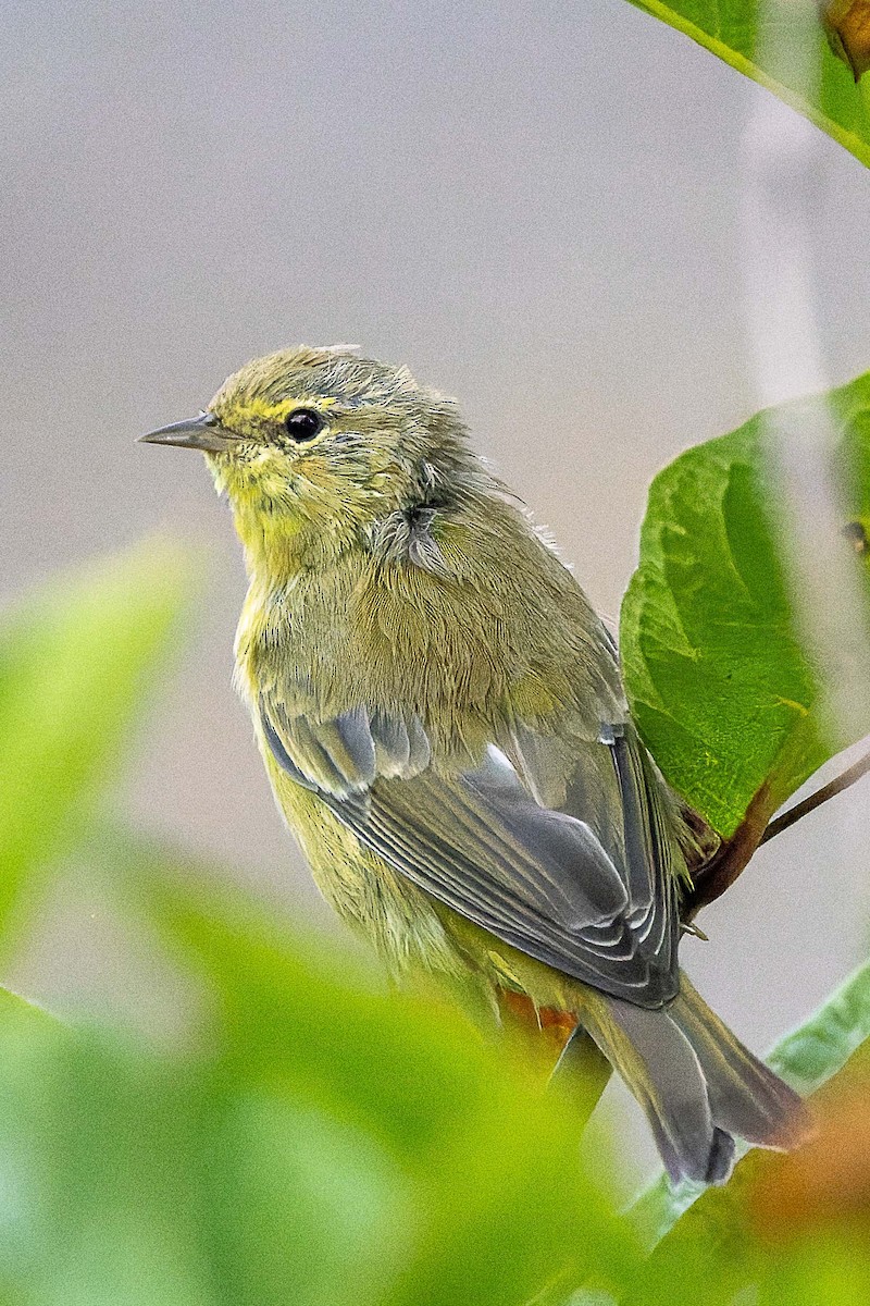 Orange-crowned Warbler - ML643424968