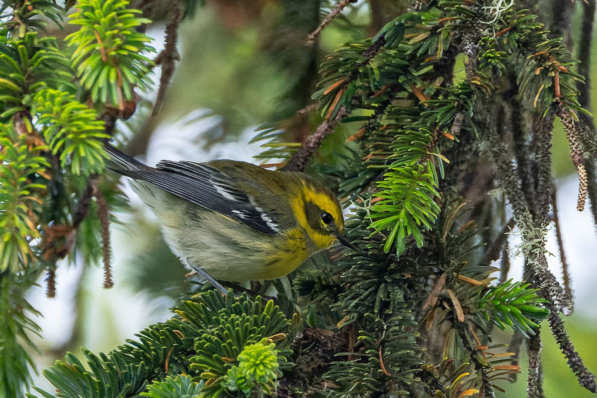 Townsend's Warbler - ML643424970
