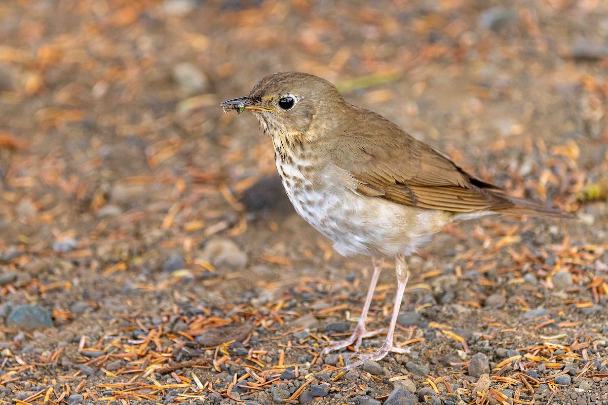 Swainson's Thrush - ML643424983