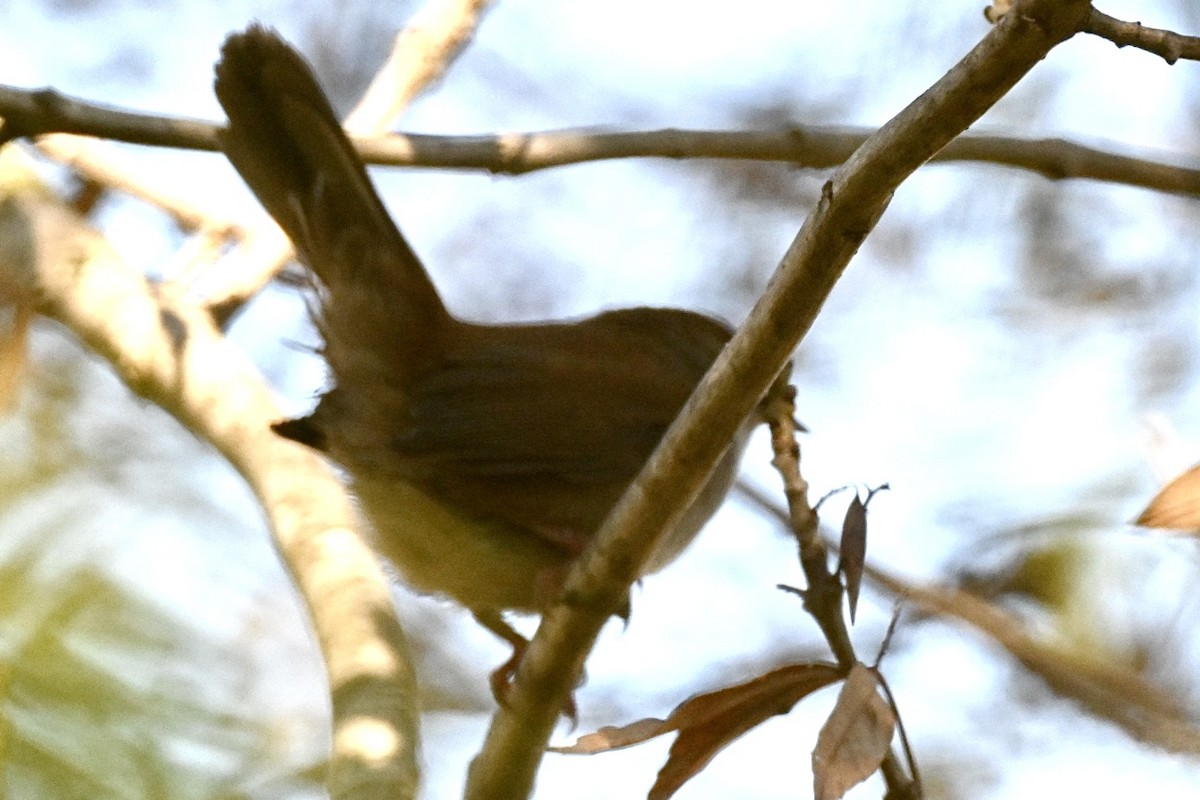 Cetti's Warbler - ML643425008