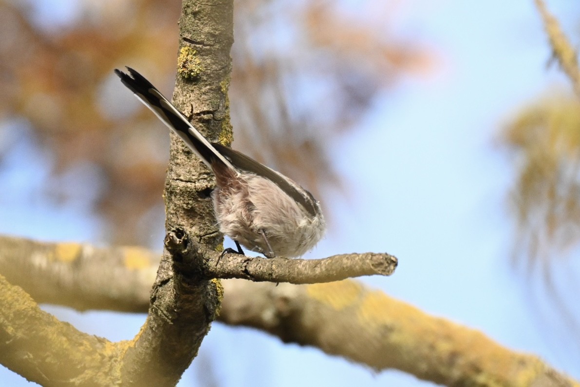 Long-tailed Tit - ML643425016