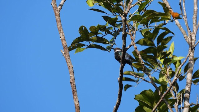 Paradise Jacamar - ML643425020