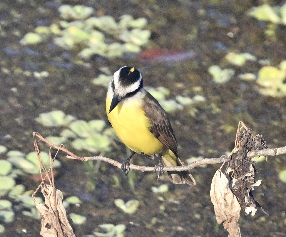 Lesser Kiskadee - ML643425021