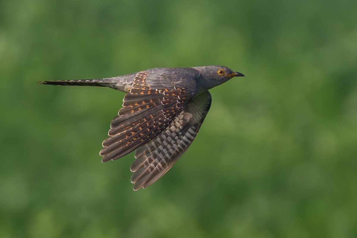 Common Cuckoo - ML643425052