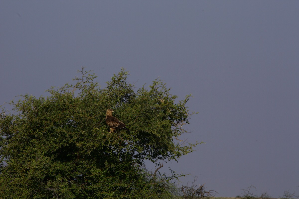 Tawny Eagle - ML643425053