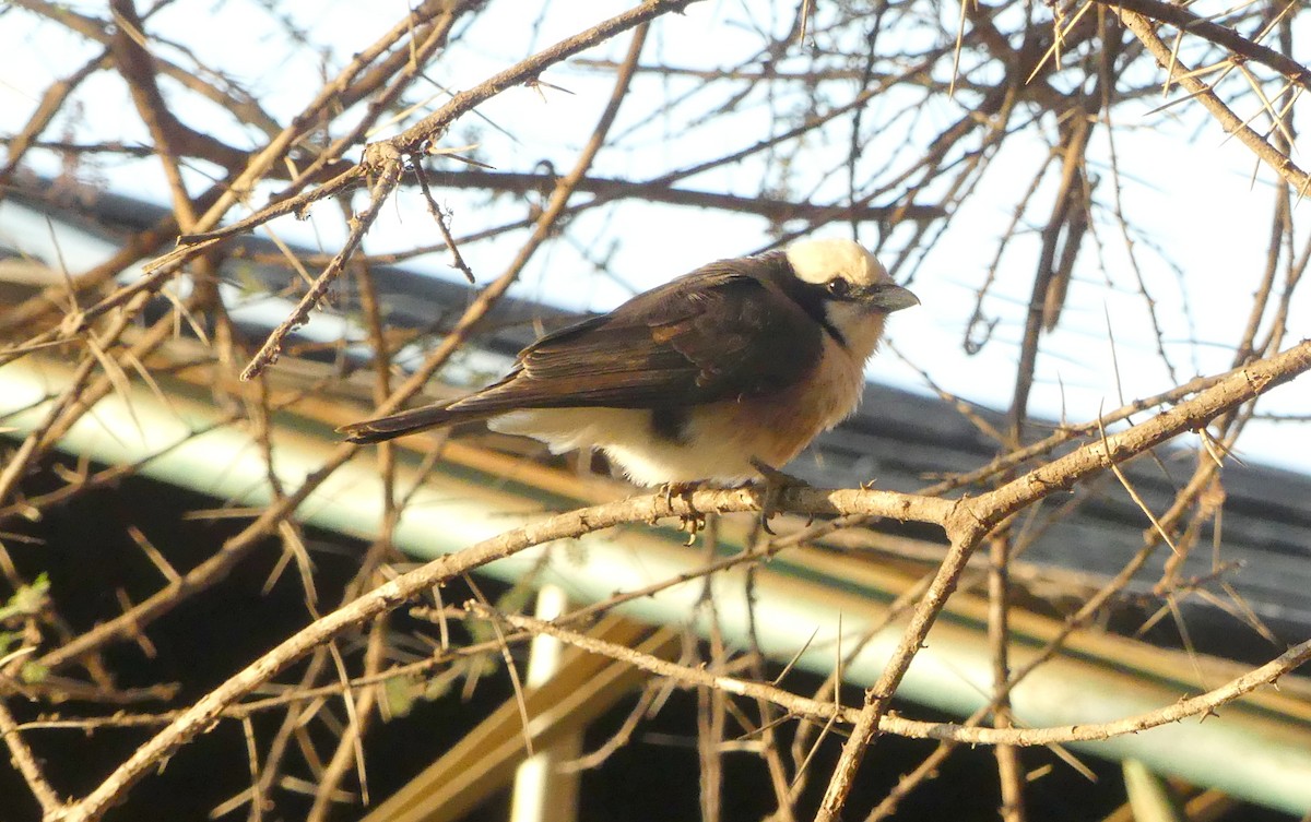 White-rumped Shrike - ML643425069