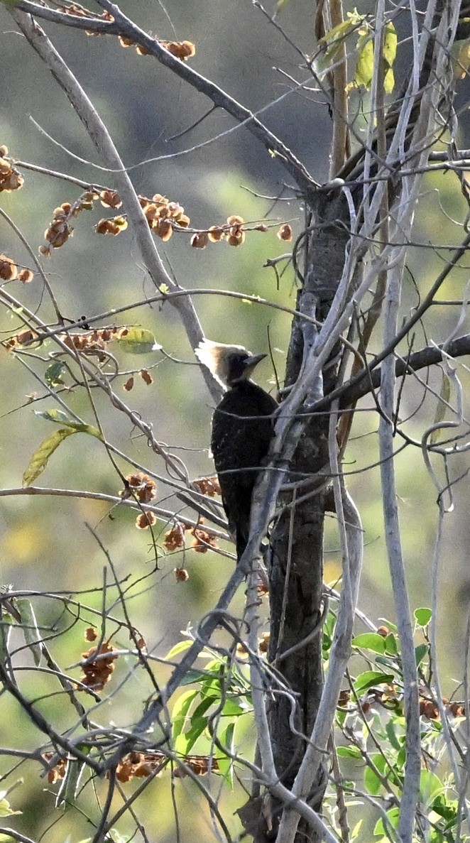 Pale-crested Woodpecker - ML643425116