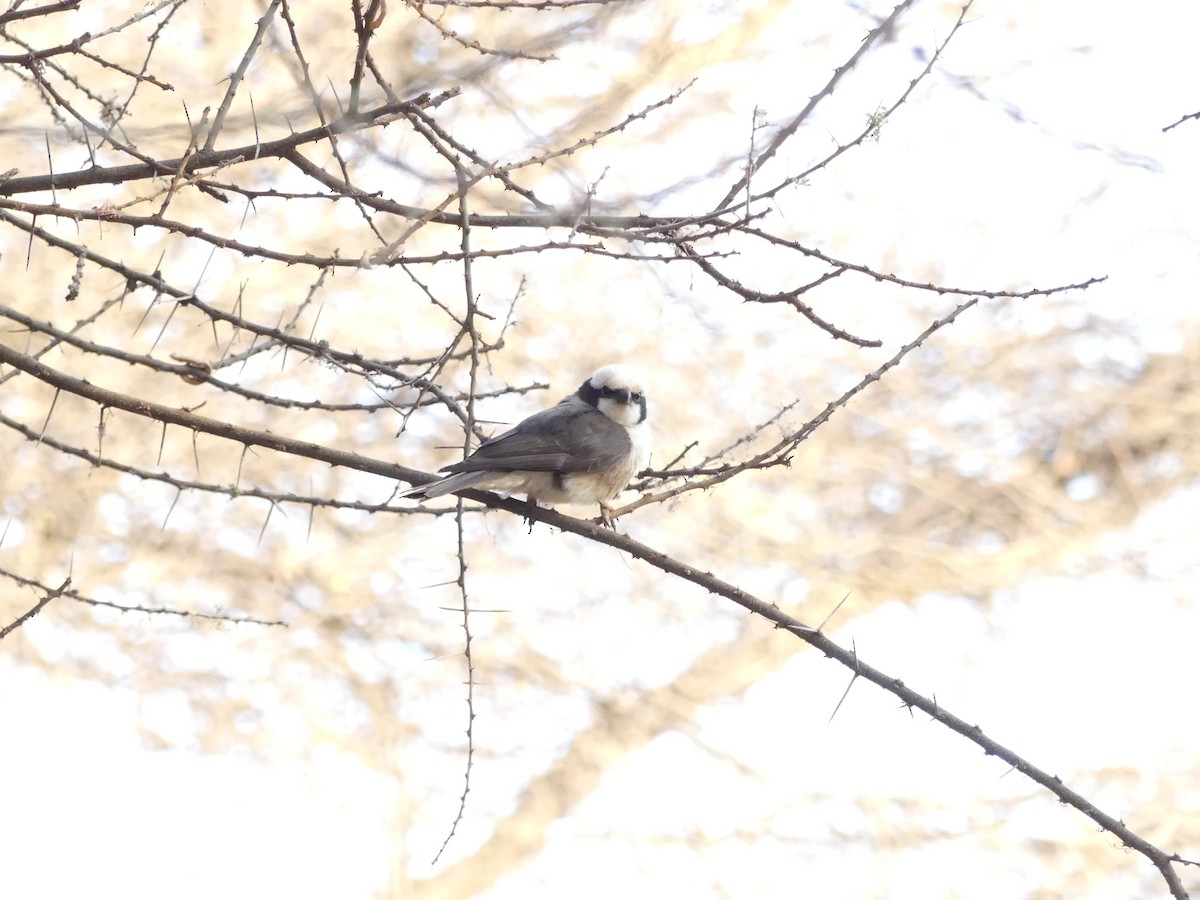 White-rumped Shrike - ML643425133