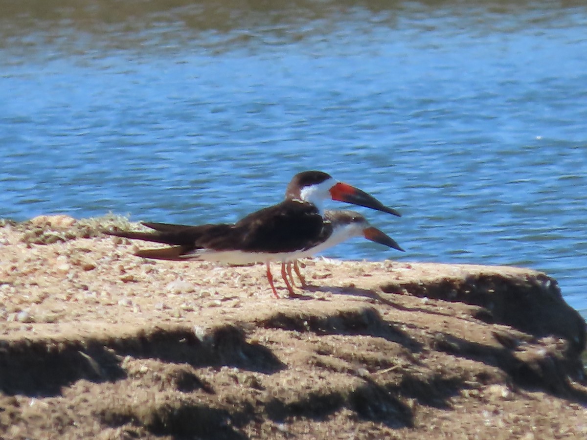 Black Skimmer - ML643425150